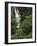 Nanue Falls, Alexandra Palms and African Tulip Trees, Hawaii, USA-Stuart Westmorland-Framed Photographic Print