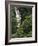 Nanue Falls, Alexandra Palms and African Tulip Trees, Hawaii, USA-Stuart Westmorland-Framed Photographic Print