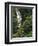 Nanue Falls, Alexandra Palms and African Tulip Trees, Hawaii, USA-Stuart Westmorland-Framed Photographic Print