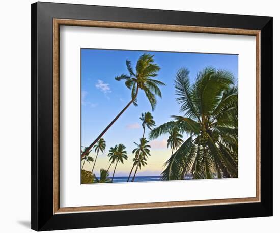 Nanuku Levu, Fiji Islands Palm Trees with Coconuts, Fiji, South Pacific, Oceania-Miva Stock-Framed Photographic Print