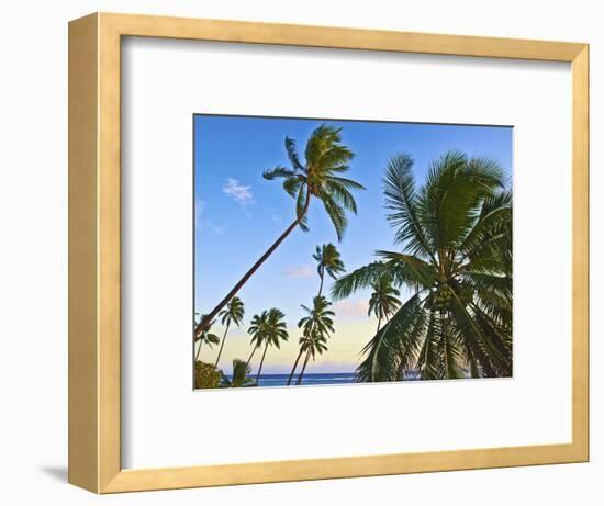 Nanuku Levu, Fiji Islands Palm Trees with Coconuts, Fiji, South Pacific, Oceania-Miva Stock-Framed Photographic Print