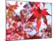 Premium Photographic Print