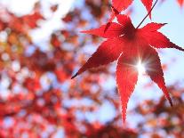 Sun Shining Through Maple Leaf-Naoki Mutai-Framed Premier Image Canvas