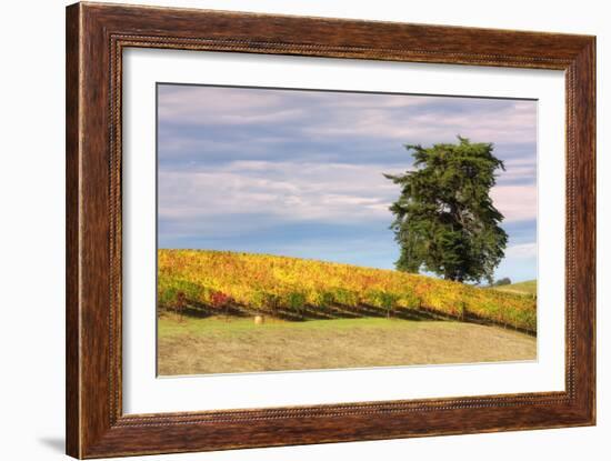 Napa Hillside in Autumn-Vincent James-Framed Photographic Print