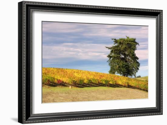 Napa Hillside in Autumn-Vincent James-Framed Photographic Print