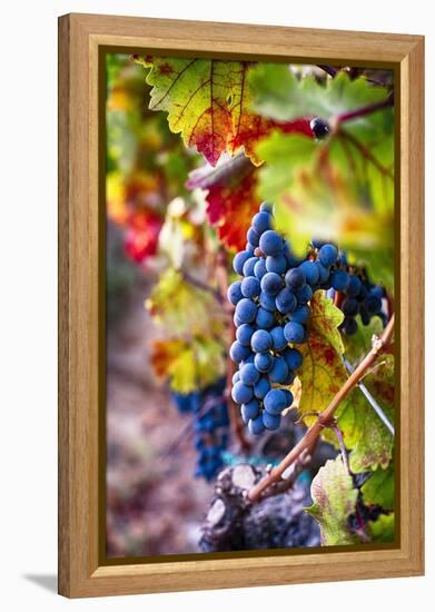 Napa Valley Fruit-George Oze-Framed Premier Image Canvas