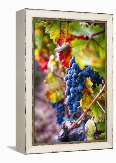 Napa Valley Fruit-George Oze-Framed Premier Image Canvas