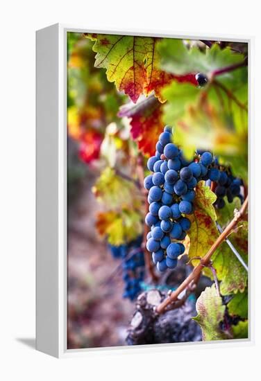 Napa Valley Fruit-George Oze-Framed Premier Image Canvas