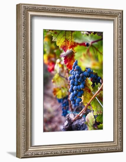 Napa Valley Fruit-George Oze-Framed Photographic Print