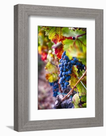 Napa Valley Fruit-George Oze-Framed Photographic Print