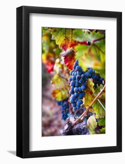 Napa Valley Fruit-George Oze-Framed Photographic Print