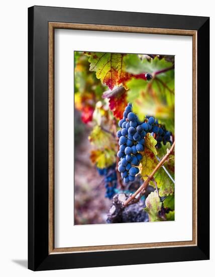 Napa Valley Fruit-George Oze-Framed Photographic Print