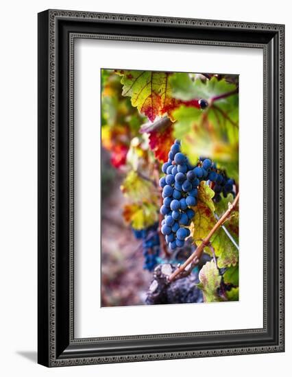 Napa Valley Fruit-George Oze-Framed Photographic Print