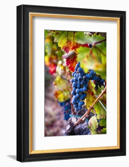Napa Valley Fruit-George Oze-Framed Photographic Print