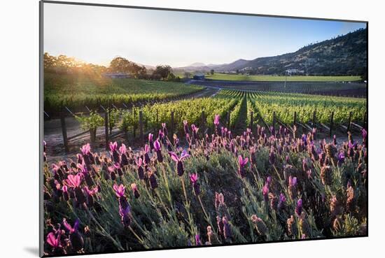 Napa Valley Spring Afternoon-George Oze-Mounted Photographic Print