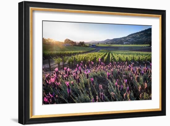 Napa Valley Spring Afternoon-George Oze-Framed Photographic Print