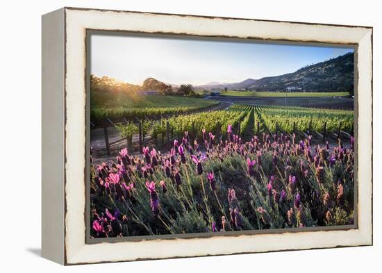 Napa Valley Spring Afternoon-George Oze-Framed Premier Image Canvas