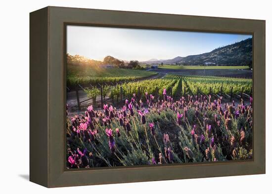 Napa Valley Spring Afternoon-George Oze-Framed Premier Image Canvas