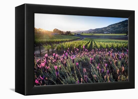 Napa Valley Spring Afternoon-George Oze-Framed Premier Image Canvas