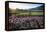 Napa Valley Spring Afternoon-George Oze-Framed Premier Image Canvas