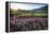 Napa Valley Spring Afternoon-George Oze-Framed Premier Image Canvas