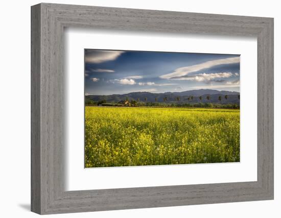 Napa Valley Spring Meadow, California-George Oze-Framed Photographic Print