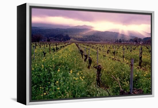 Napa Valley Sunset, Oakville, California-George Oze-Framed Premier Image Canvas