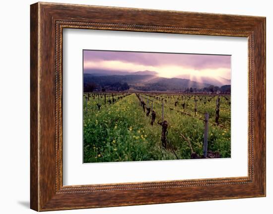 Napa Valley Sunset, Oakville, California-George Oze-Framed Photographic Print