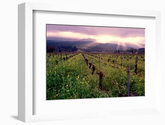 Napa Valley Sunset, Oakville, California-George Oze-Framed Photographic Print