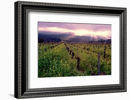 Napa Valley Sunset, Oakville, California-George Oze-Framed Photographic Print