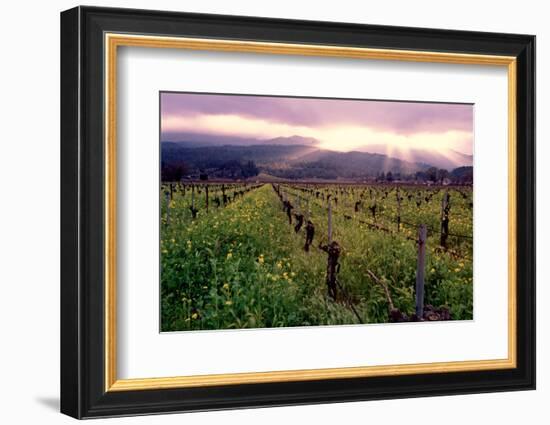 Napa Valley Sunset, Oakville, California-George Oze-Framed Photographic Print