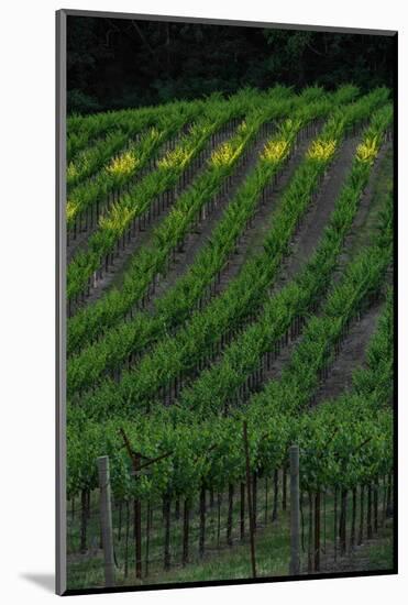 Napa Valley Vineyard-Steve Gadomski-Mounted Photographic Print