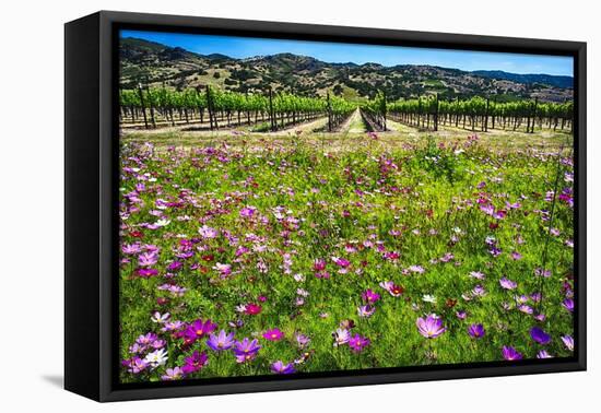 Napa Valley Wildflowers And Grapevines-George Oze-Framed Premier Image Canvas