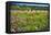 Napa Valley Wildflowers And Grapevines-George Oze-Framed Premier Image Canvas