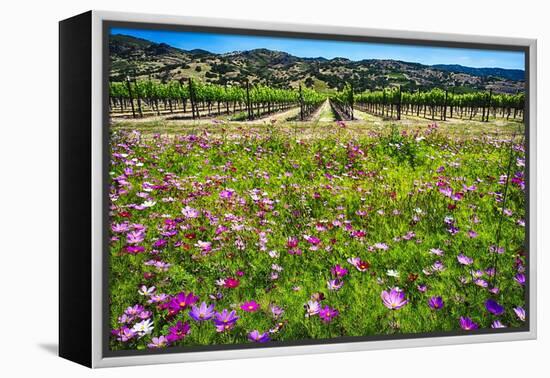Napa Valley Wildflowers And Grapevines-George Oze-Framed Premier Image Canvas