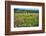 Napa Valley Wildflowers And Grapevines-George Oze-Framed Photographic Print