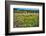 Napa Valley Wildflowers And Grapevines-George Oze-Framed Photographic Print