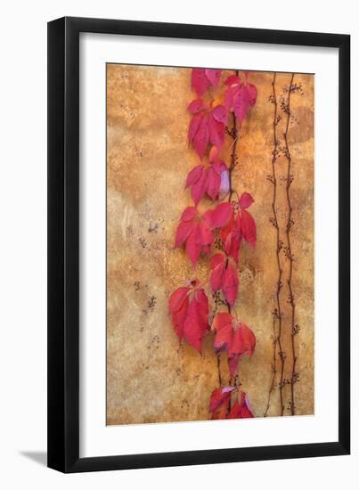 Napa Vineyard Detail-Vincent James-Framed Photographic Print