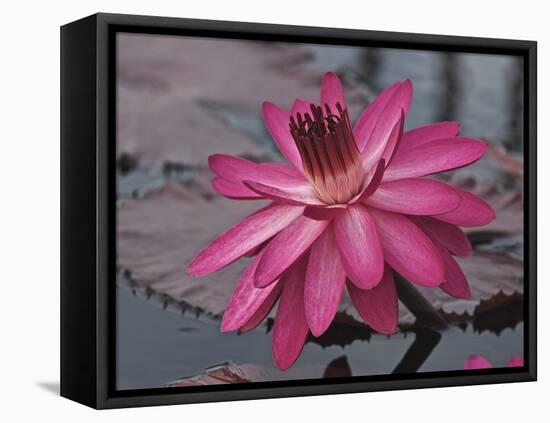 Naples Botanical Garden, Florida, Usa-Connie Bransilver-Framed Premier Image Canvas