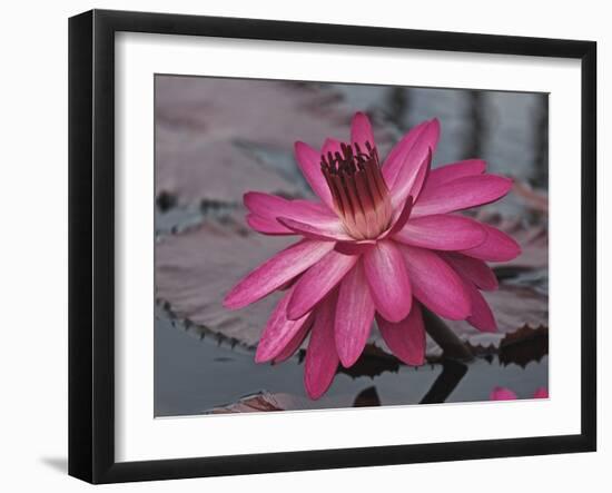 Naples Botanical Garden, Florida, Usa-Connie Bransilver-Framed Photographic Print