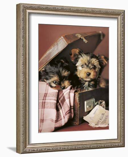 Napoleon and Romeo-Rachael Hale-Framed Photo