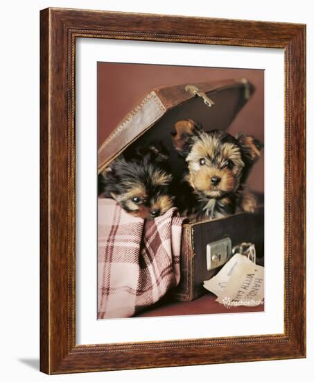 Napoleon and Romeo-Rachael Hale-Framed Photo