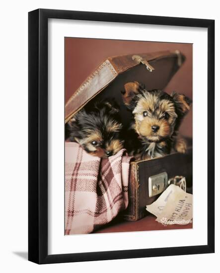 Napoleon and Romeo-Rachael Hale-Framed Photo