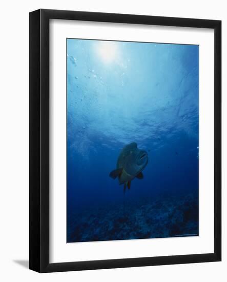 Napoleon Fish, Cheilinus Undulatus, Indo Pacific-Stuart Westmorland-Framed Photographic Print