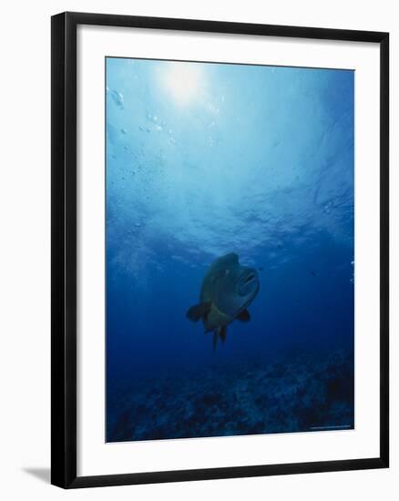 Napoleon Fish, Cheilinus Undulatus, Indo Pacific-Stuart Westmorland-Framed Photographic Print