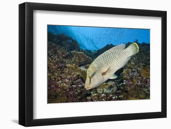 Napoleon Wrasse or Humphead Wrasse (Cheilinus Undulatus)-Reinhard Dirscherl-Framed Photographic Print