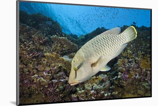 Napoleon Wrasse or Humphead Wrasse (Cheilinus Undulatus)-Reinhard Dirscherl-Mounted Photographic Print