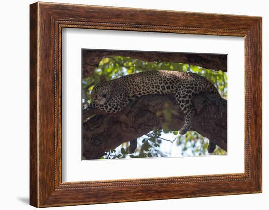 Napping-Scott Bennion-Framed Photo