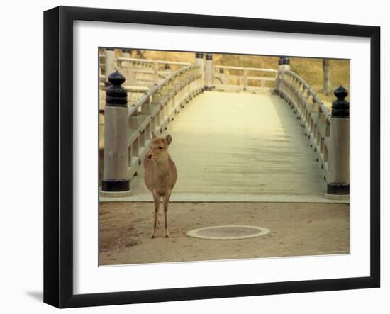 Nara City, Nara, Japan-Shin Terada-Framed Photographic Print