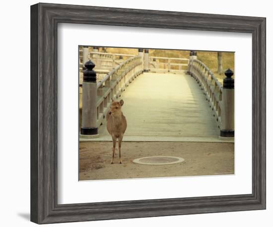 Nara City, Nara, Japan-Shin Terada-Framed Photographic Print